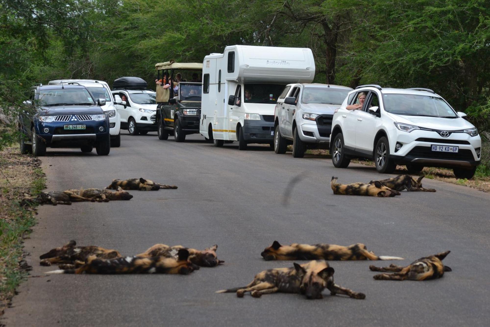 Yebo Safari Tents-Stay Inside Kruger Skukuza Exteriör bild