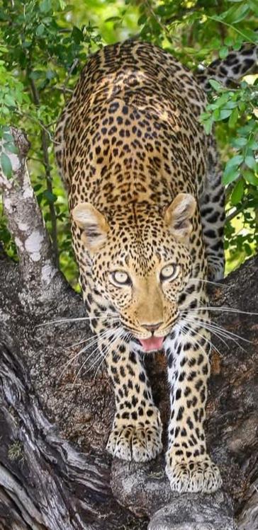 Yebo Safari Tents-Stay Inside Kruger Skukuza Exteriör bild