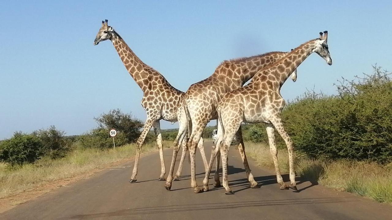 Yebo Safari Tents-Stay Inside Kruger Skukuza Exteriör bild